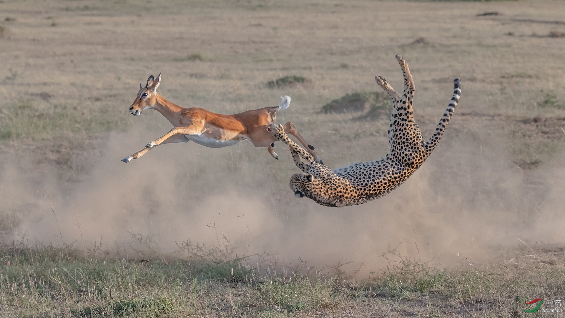 ��-0059. 10932_������ɱ_��ʵҰ������.jpg