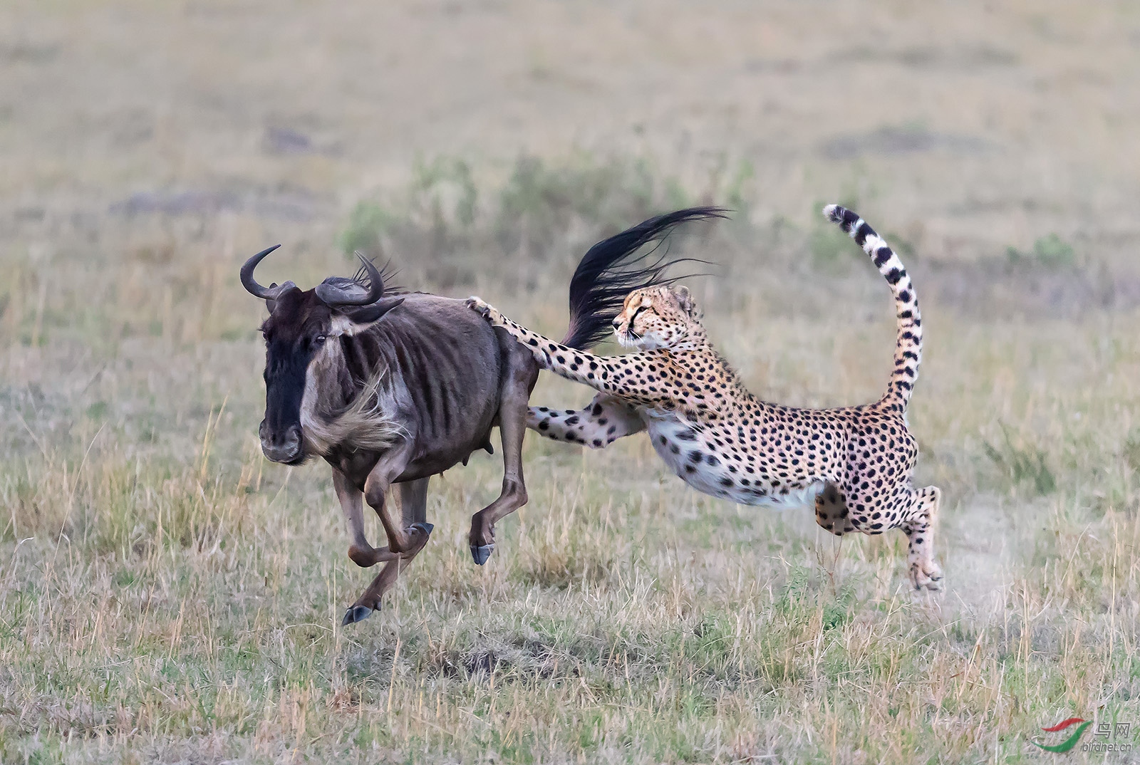 ����-0323.��������Richard LiCheetah hunting.jpg