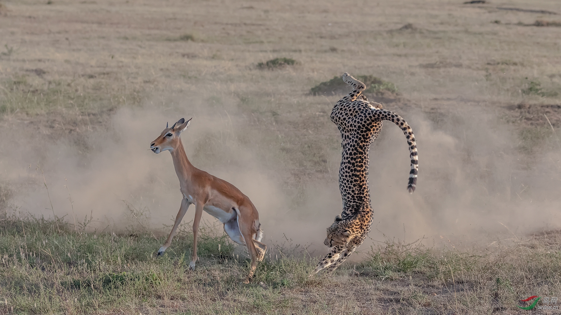 ���0066. 10959_��ˣ_��ʵҰ������.jpg