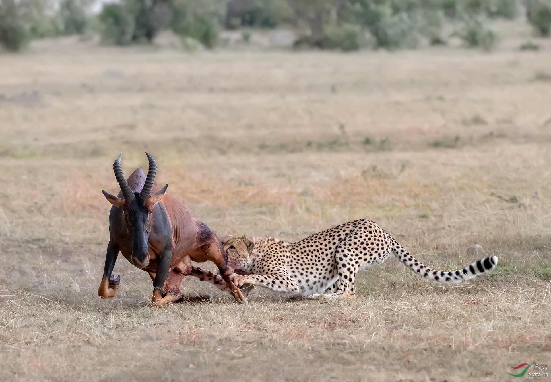 0212. 11879_�����¿�_��ʵҰ������.jpg