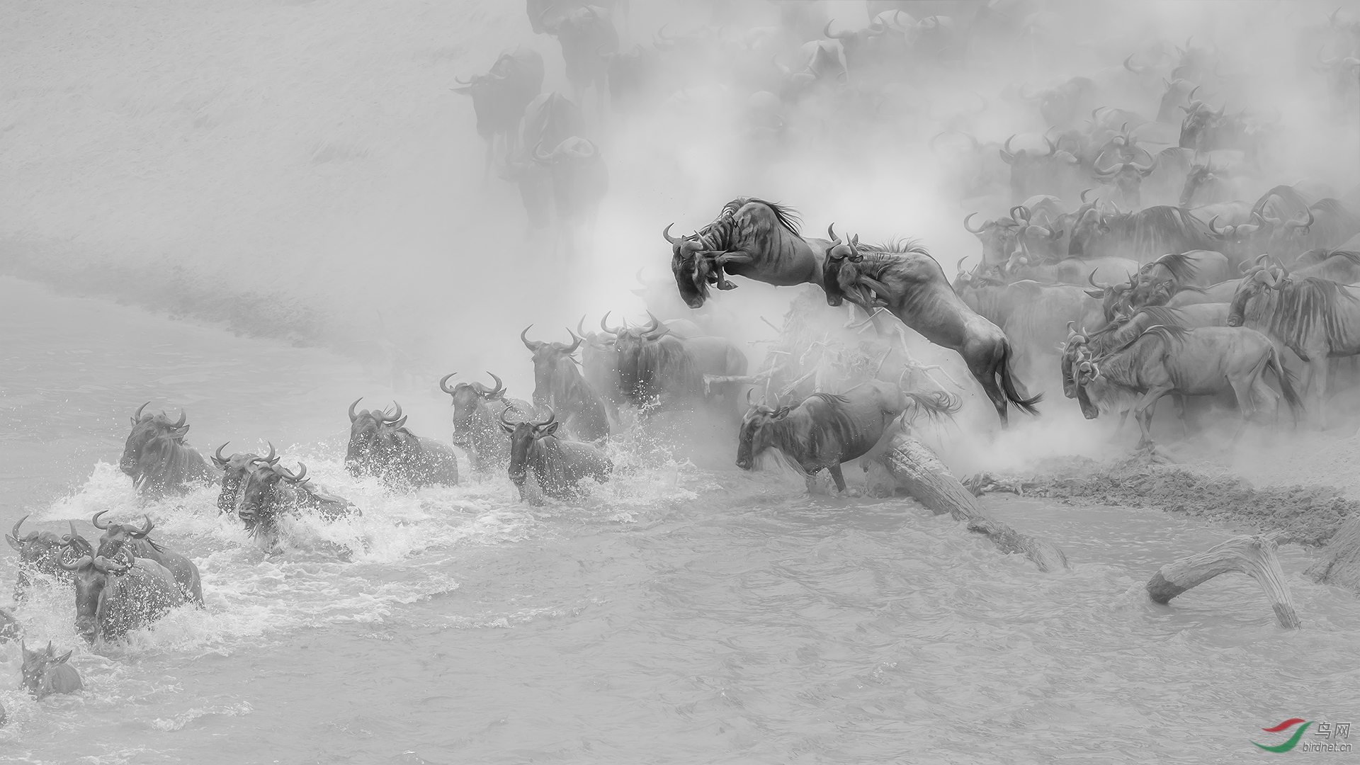 0254.wildbeest crossing C1920-�����.jpg
