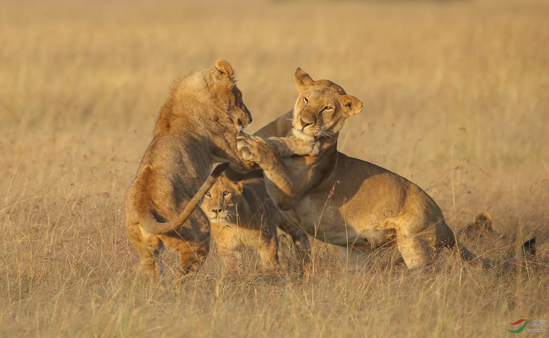 0001.ʨ   -һ����.jpg