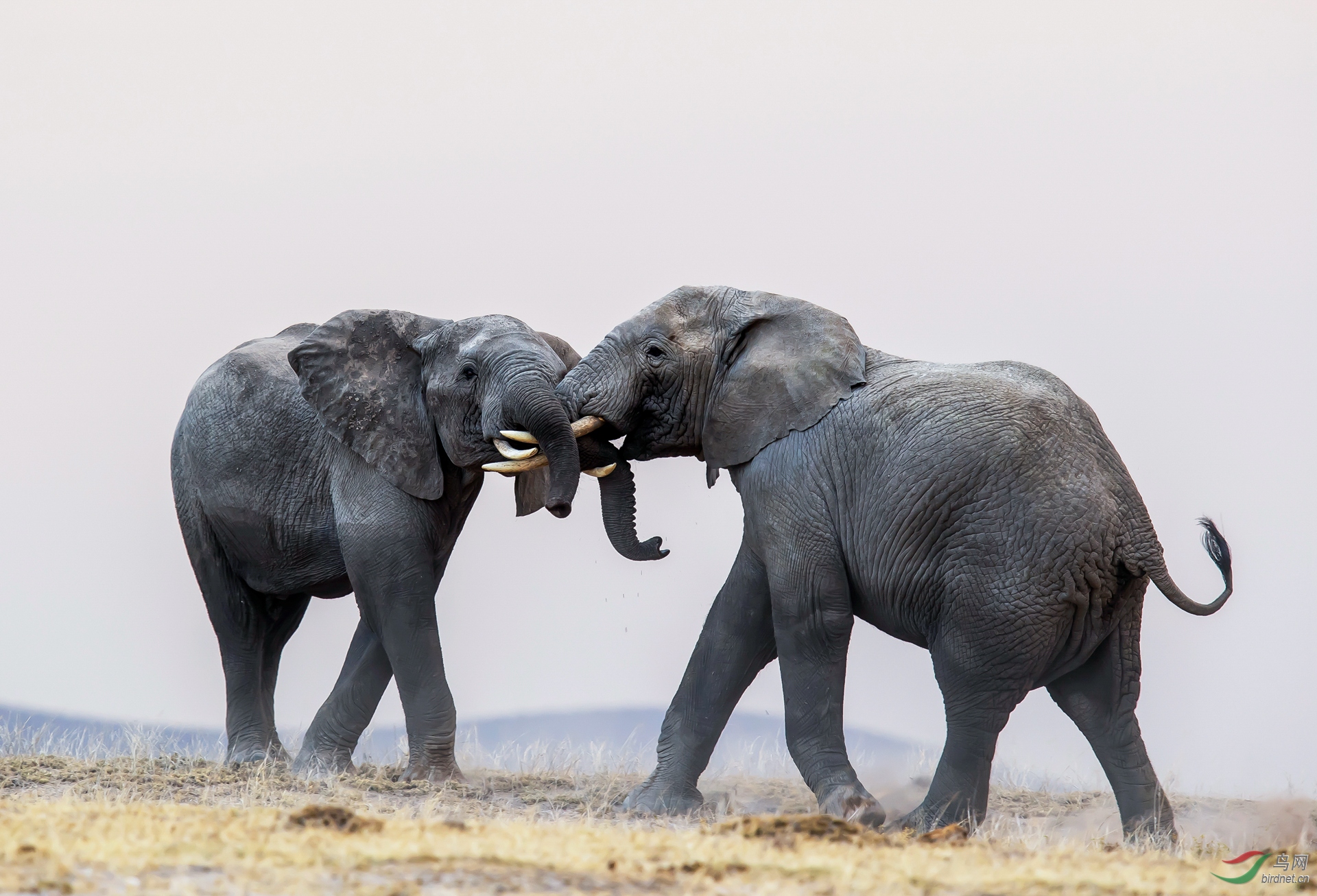 0045. 10714_����_��ʵҰ������.jpg