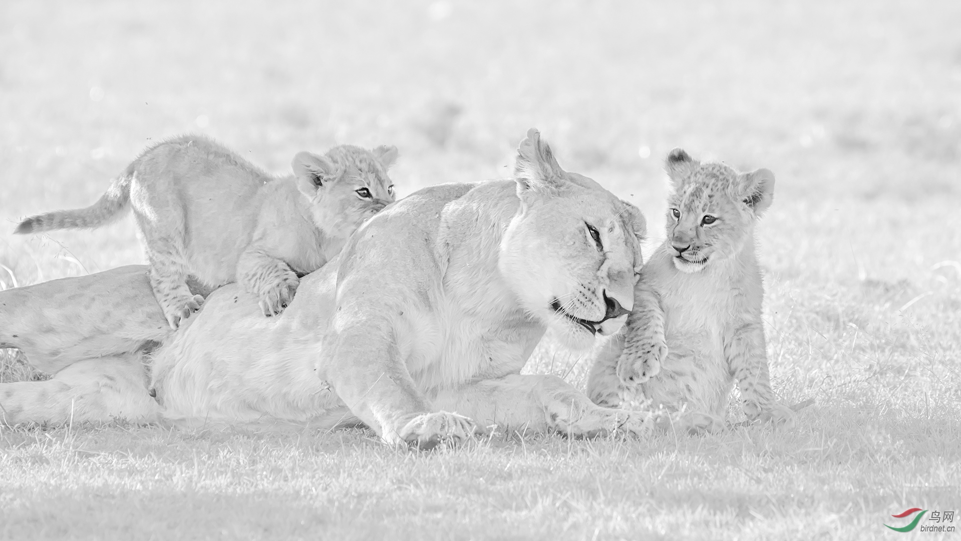 0055. 10900_����_��ʵҰ������.jpg