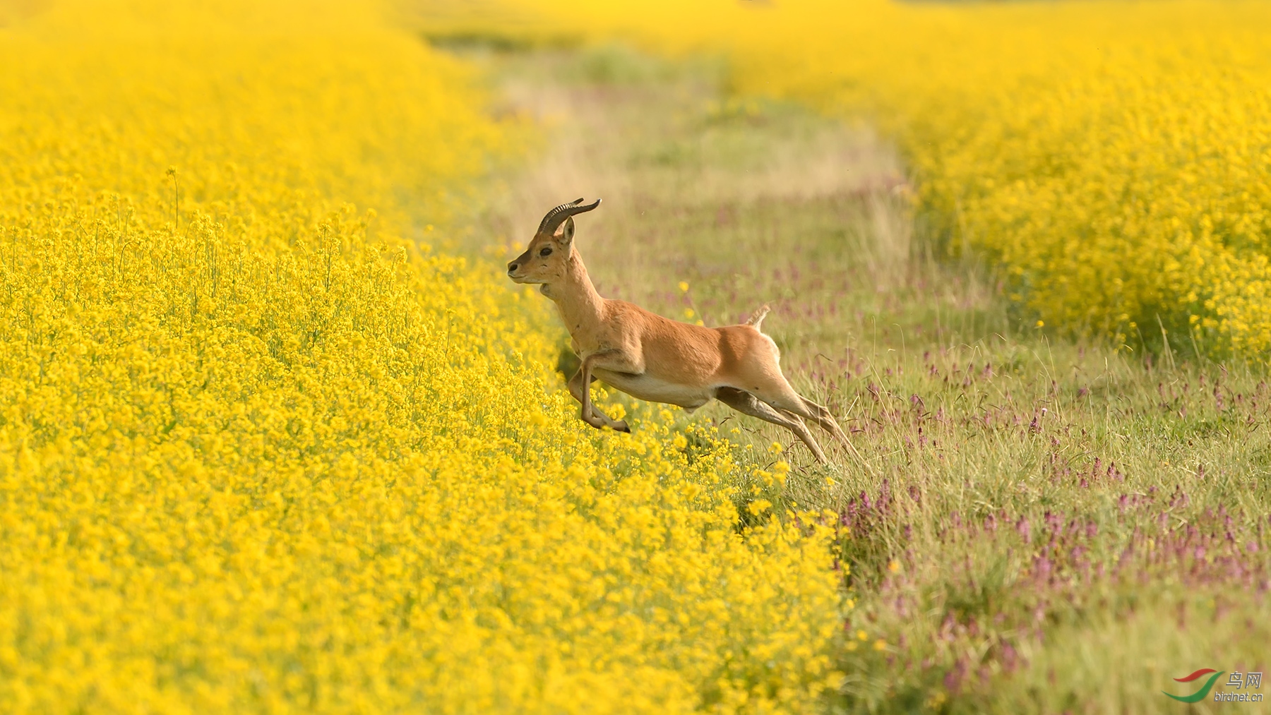 0124. 11285_���򻨺�_��ʵҰ������.jpg