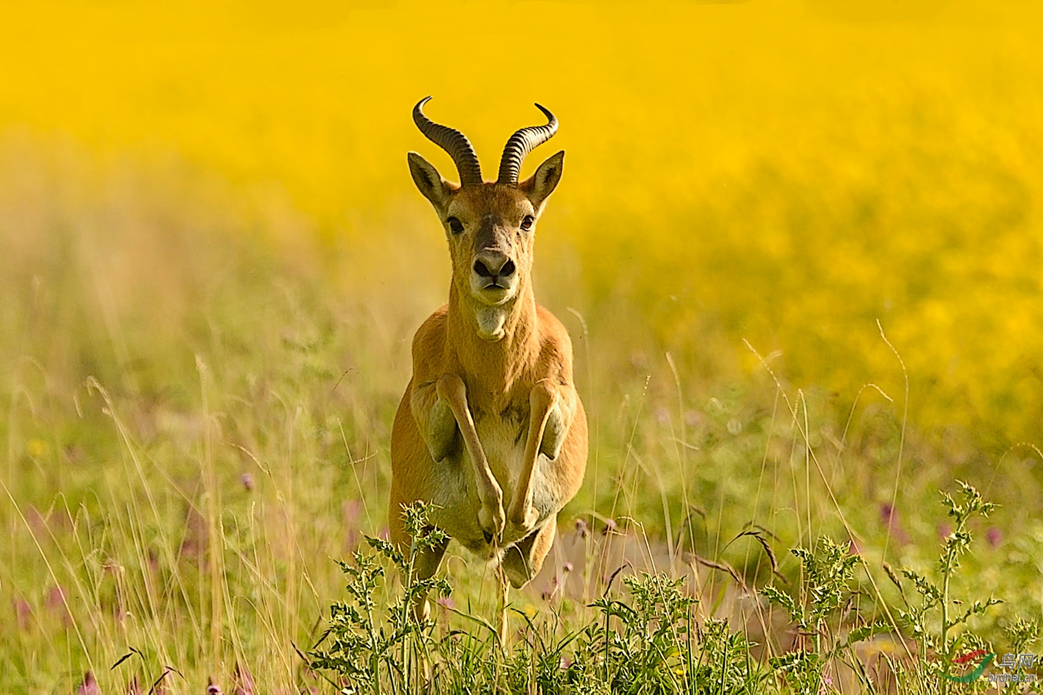 0126. 11287_�������_��ʵҰ������.jpg