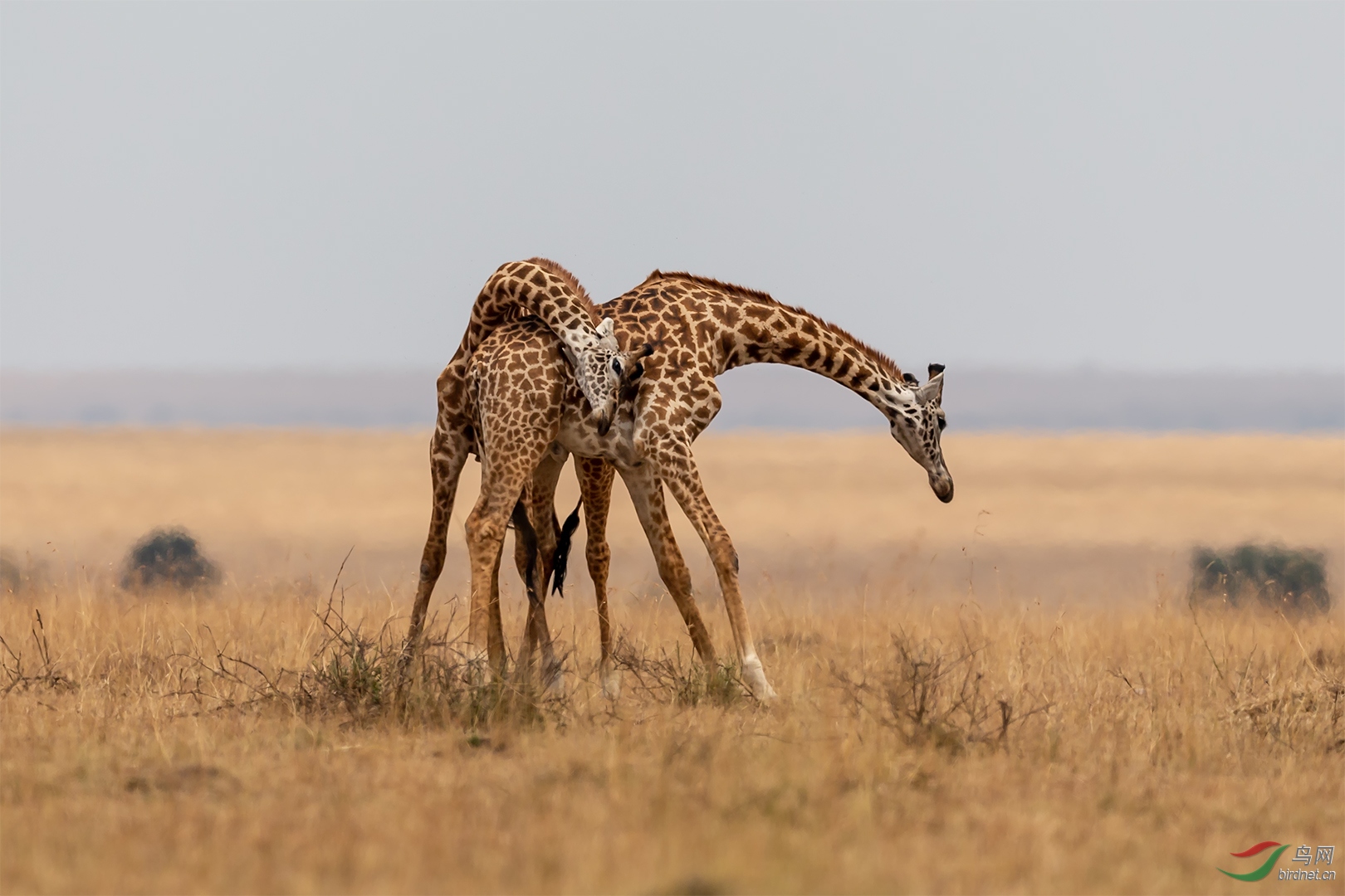 0158. 11583_��Ұ����_��ʵҰ������.jpg