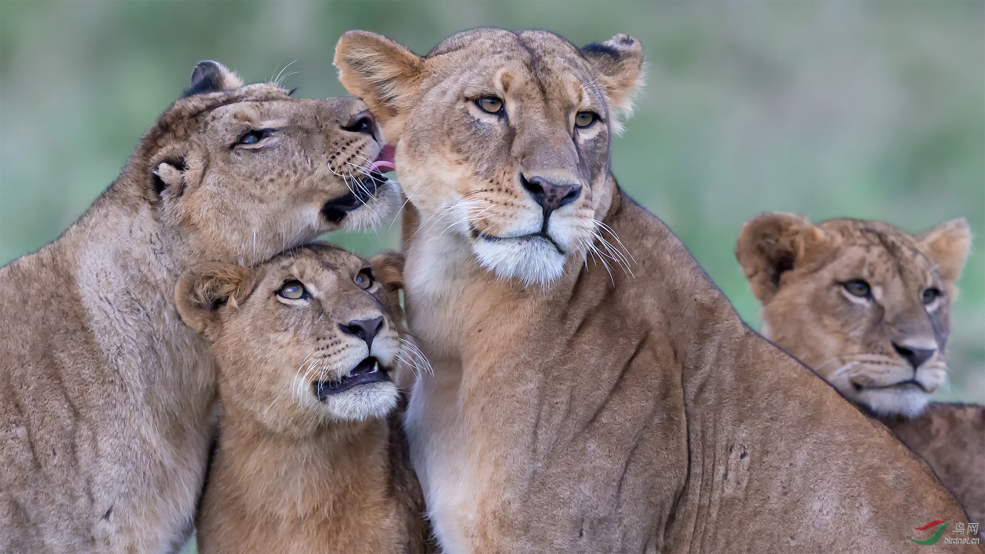 0157. 11582_���Թ�ɫ_��ʵҰ������.jpg