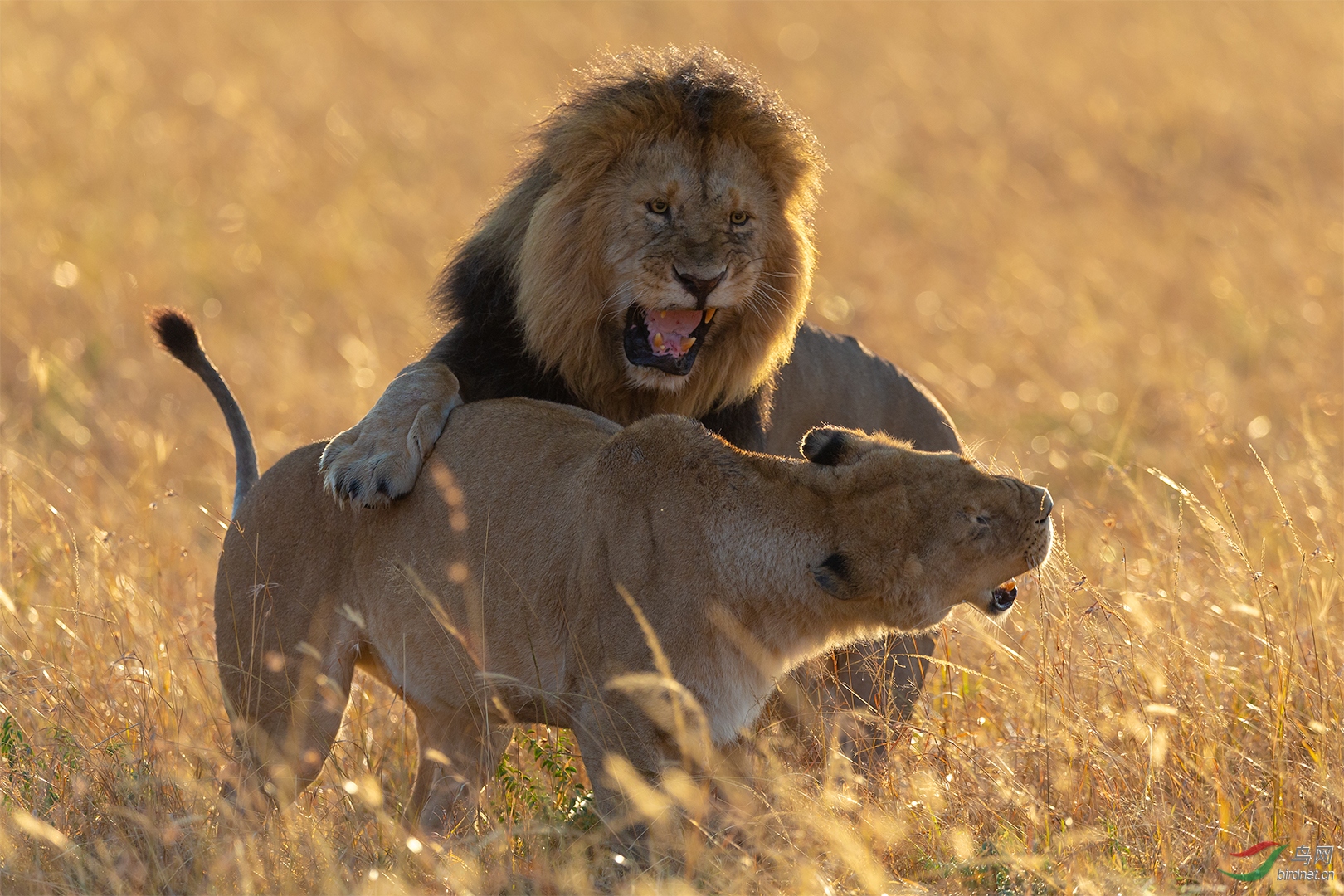 0164. 11589_ӵ������_��ʵҰ������.jpg