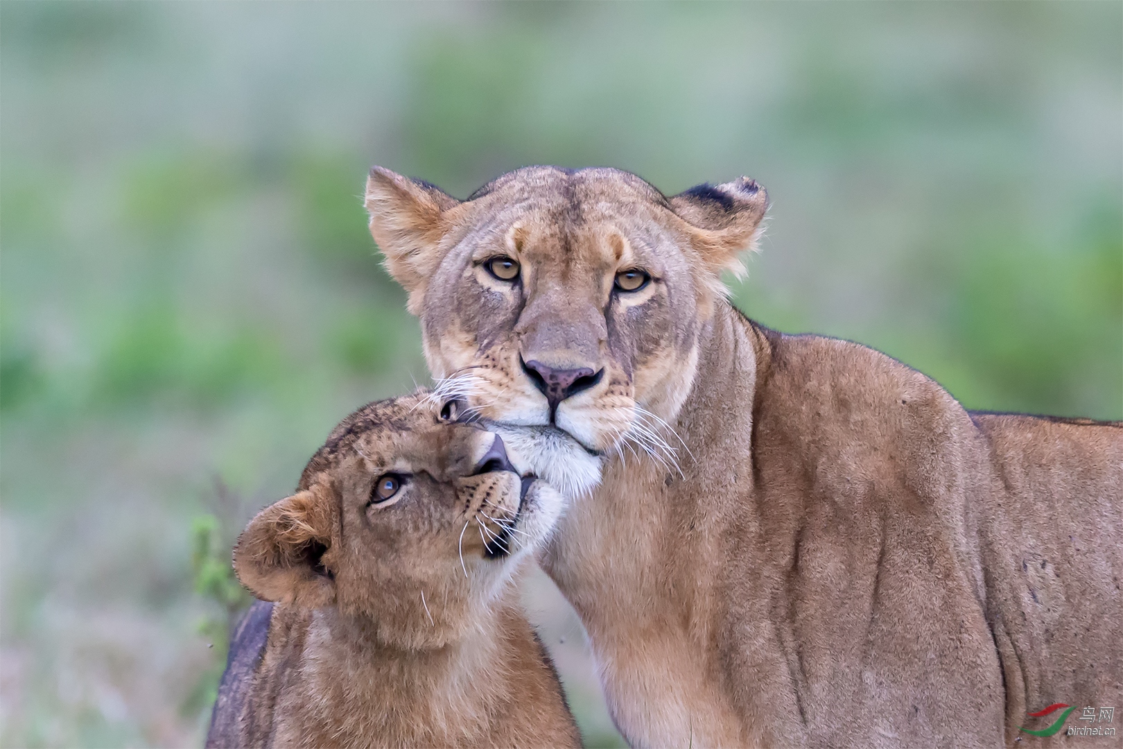 0161. 11586_����_��ʵҰ������.jpg