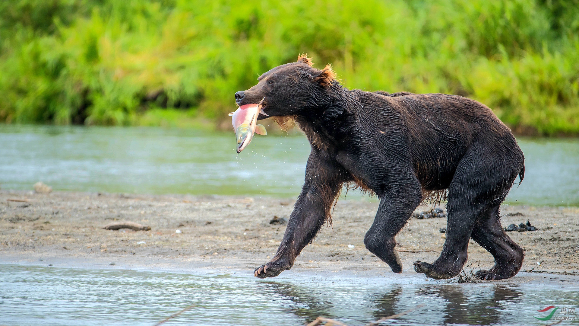 0087. 11067_�ﳤ��ȥ_��ʵҰ������.jpg