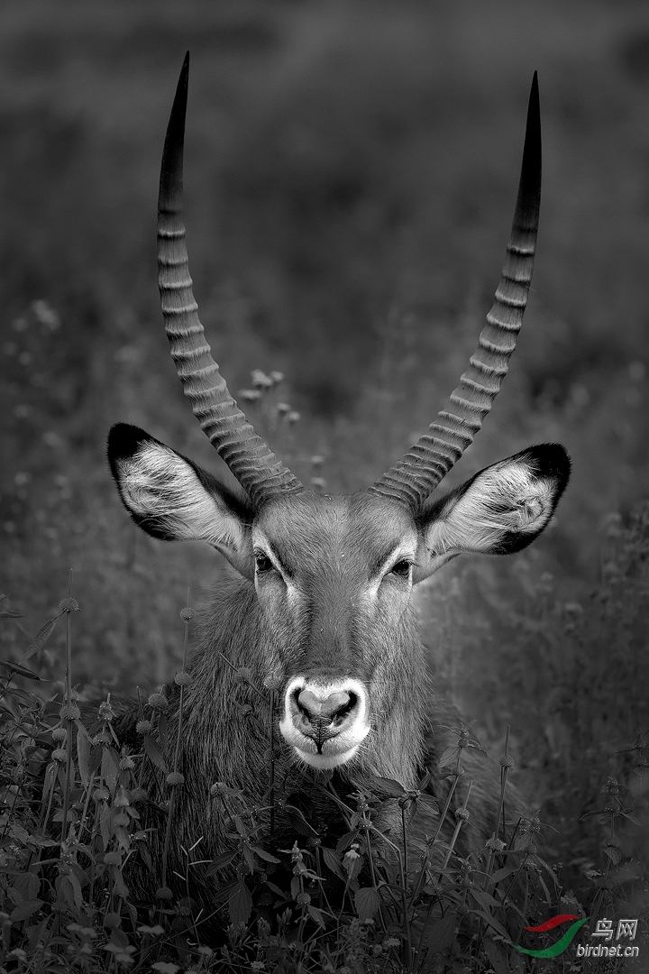 0246.Waterbuck-ʯӢ���ô�.jpg