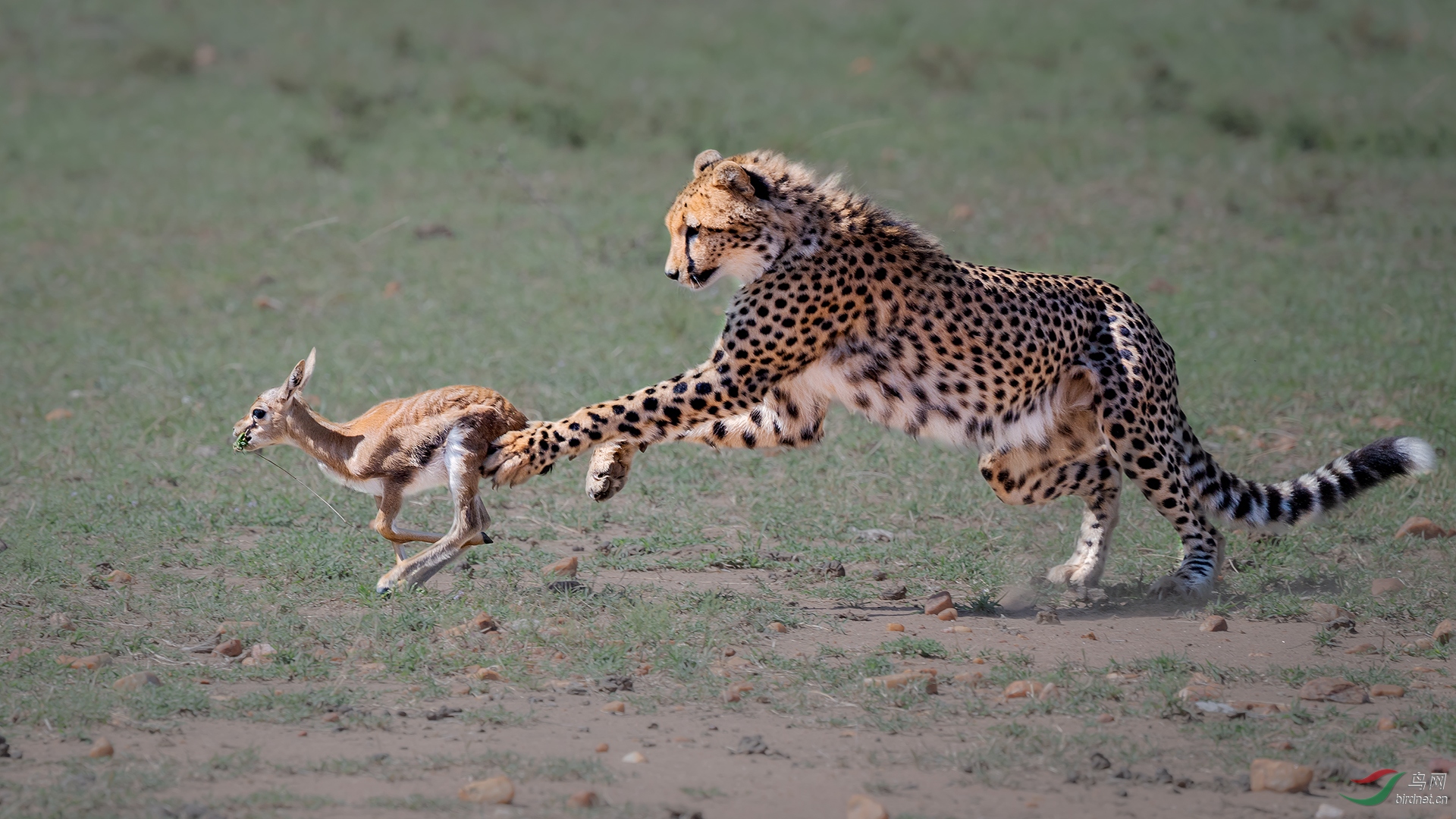 0253.Cheetah and Gazelle L1920-�����.jpg