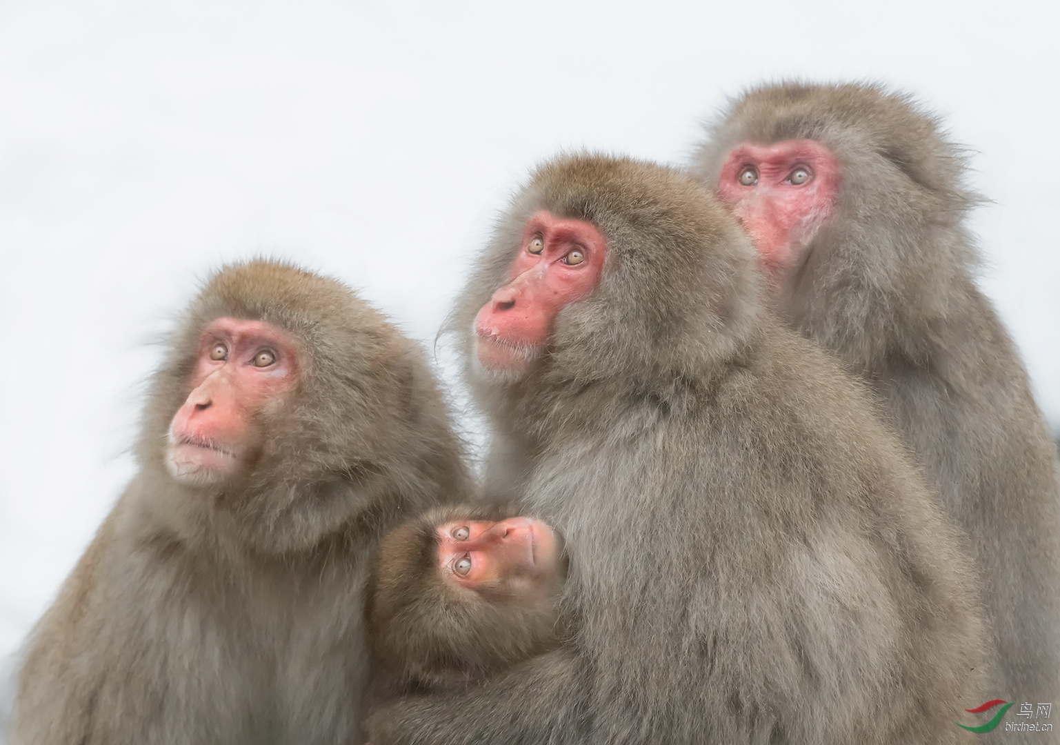 0259.Monkey family C1080-�����.jpg