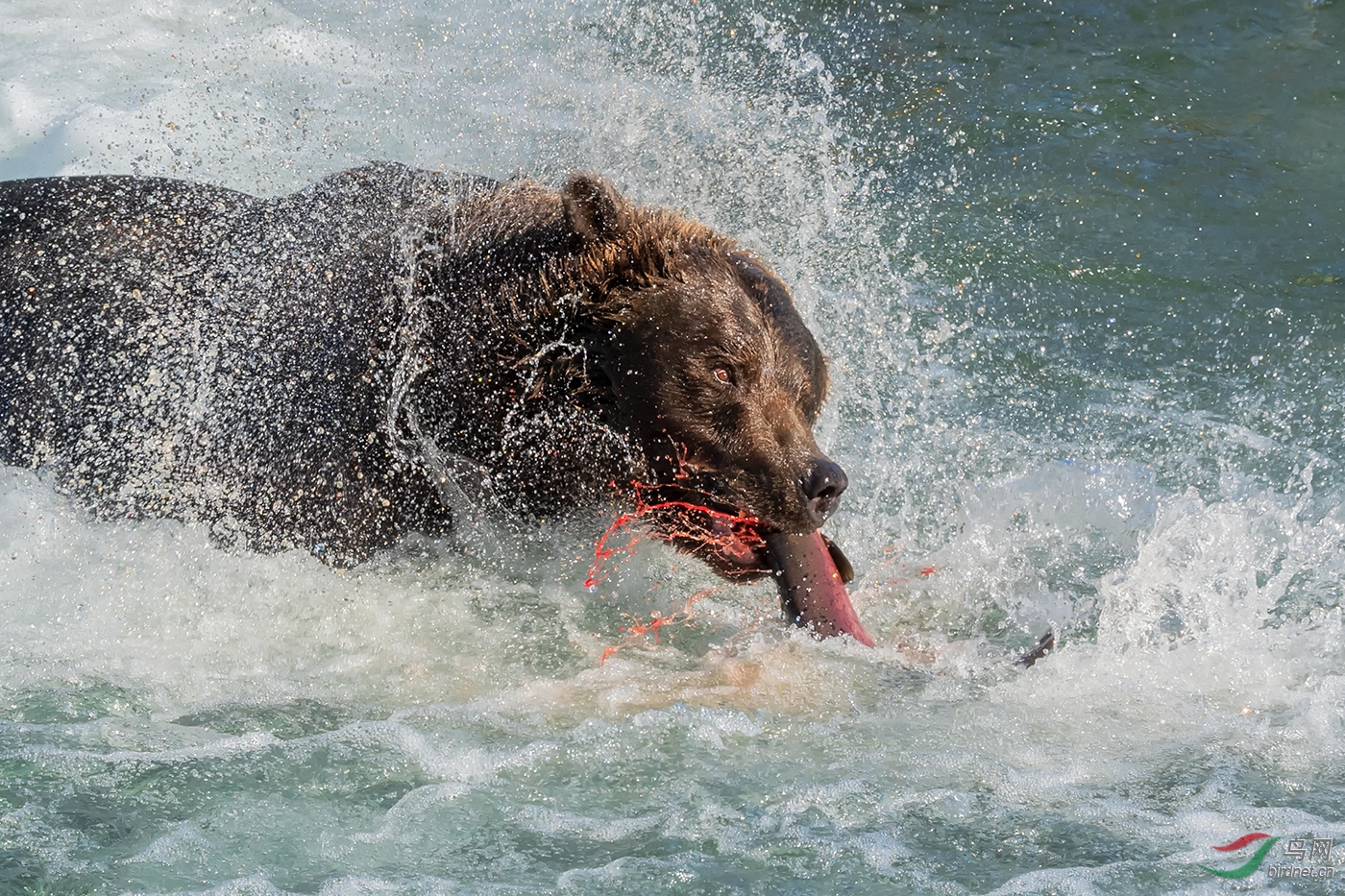 0261.Grizzly Bear Catch in water  s1400-�����.jpg