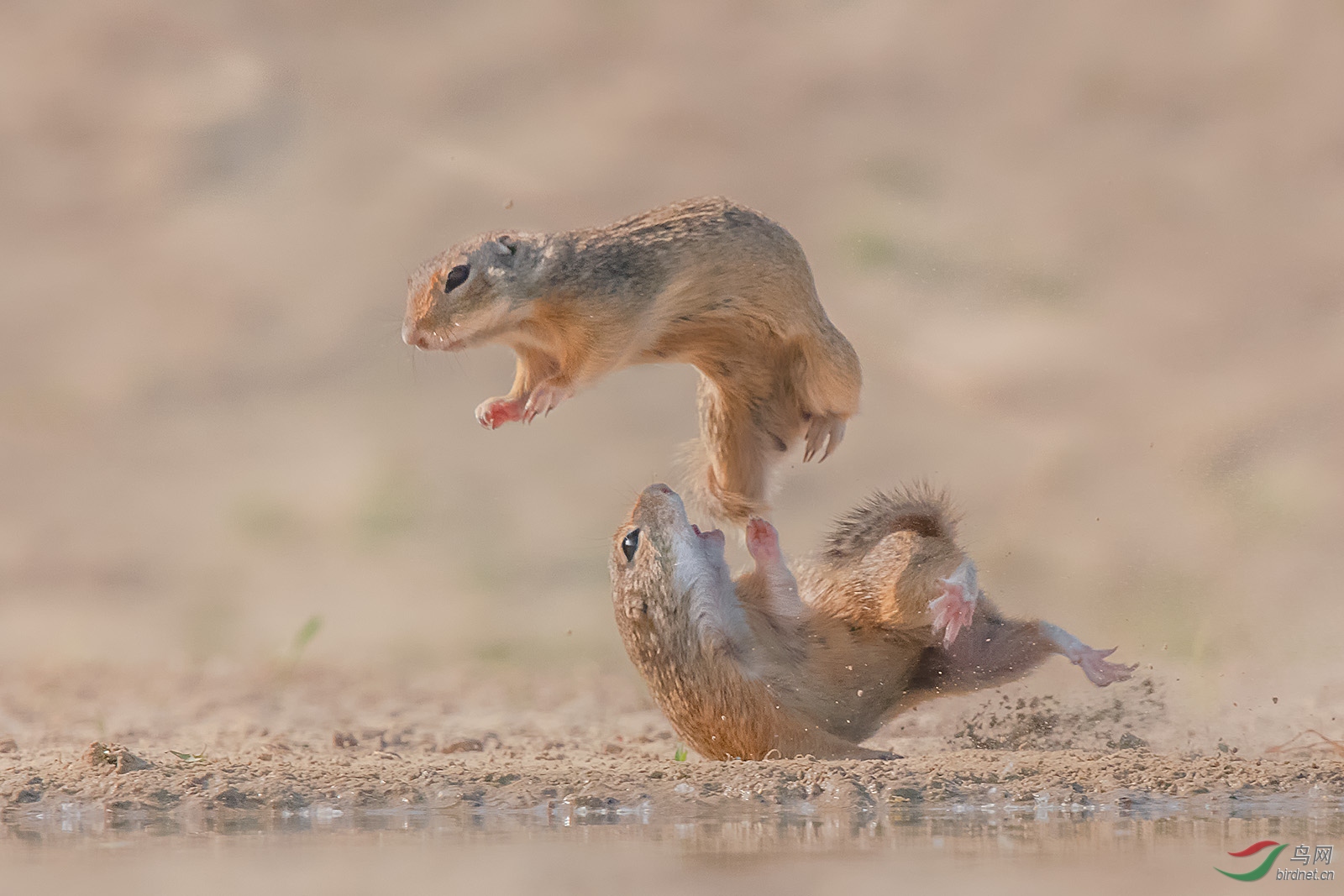 0288.����Richard Liground Squirrel2.jpg