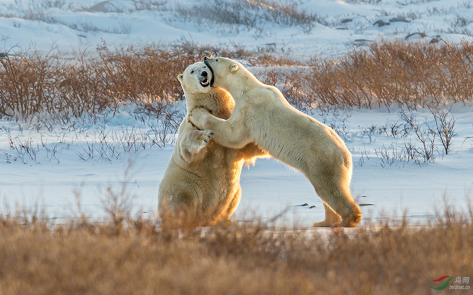 0349.ǿ��Richard LiPolar bears fight.jpg