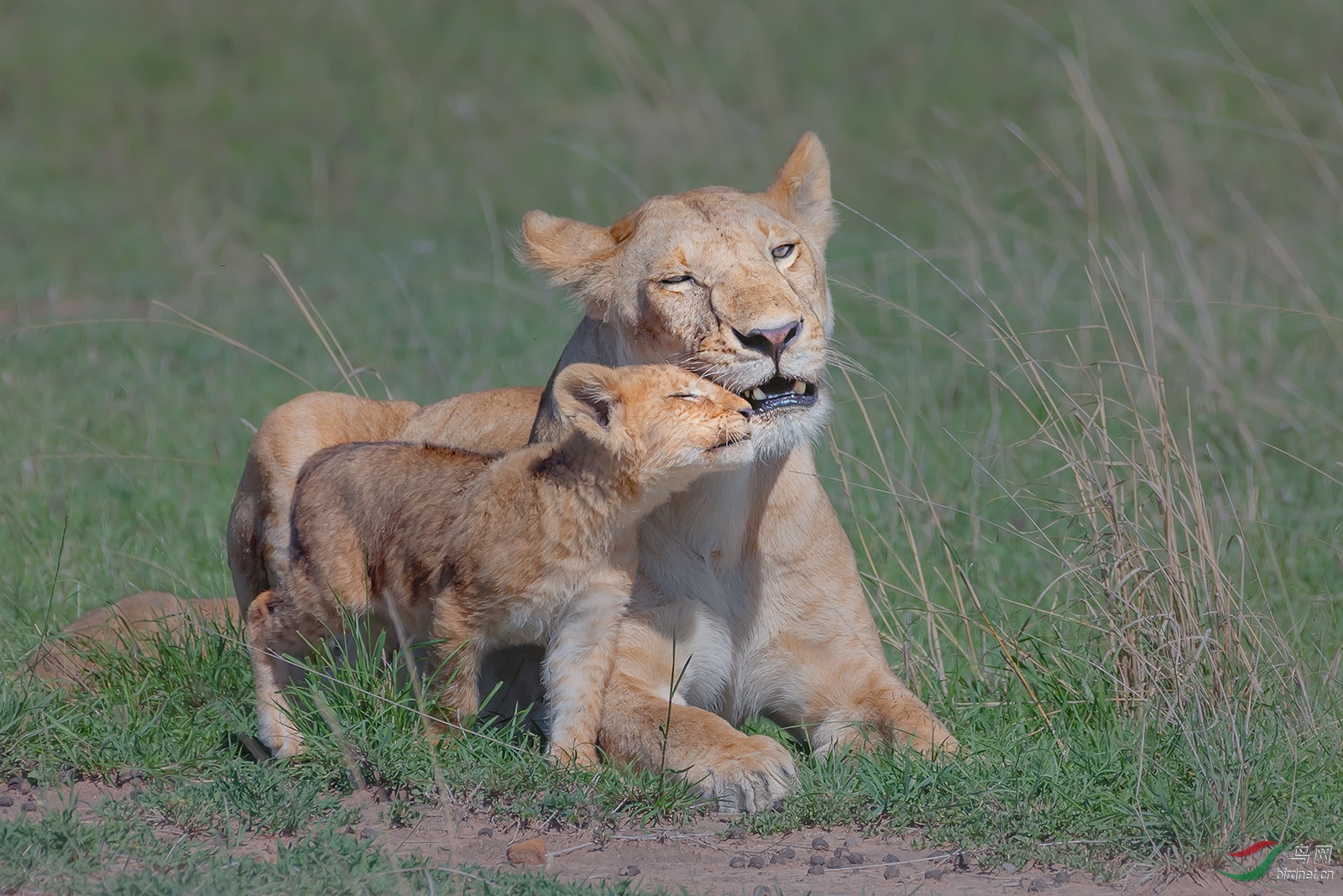 0402.ĸ������Richard Lilion and cub.jpg
