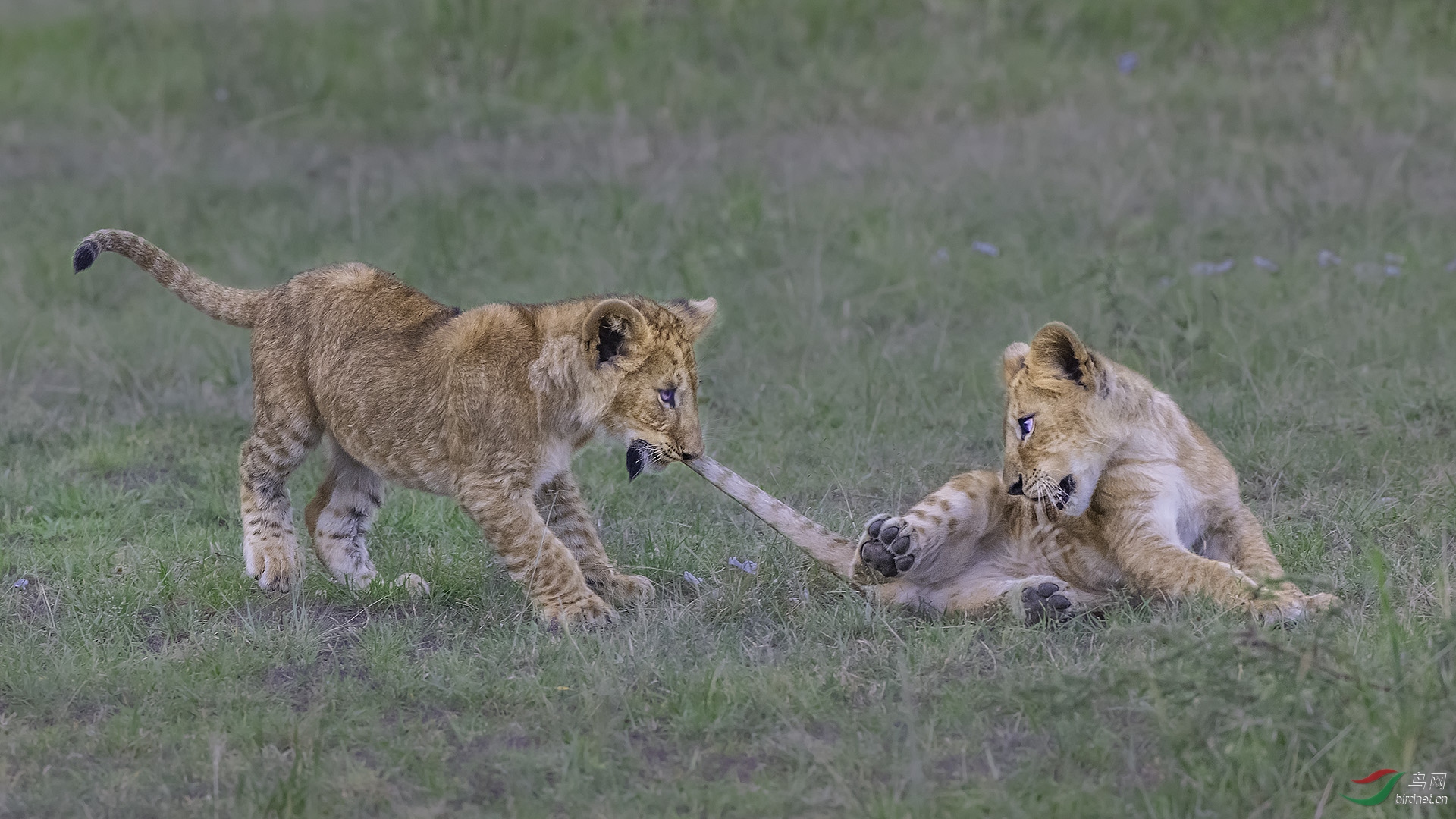 0445.����Richard Lilion cubs fight.jpg