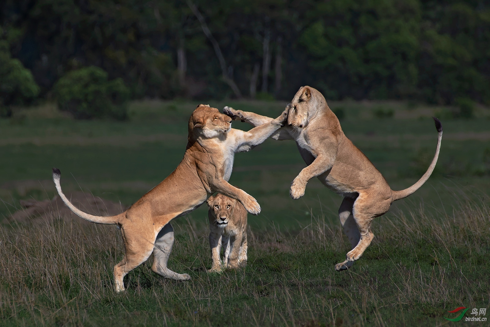 0469.С��С��Richard Lilions fight.jpg