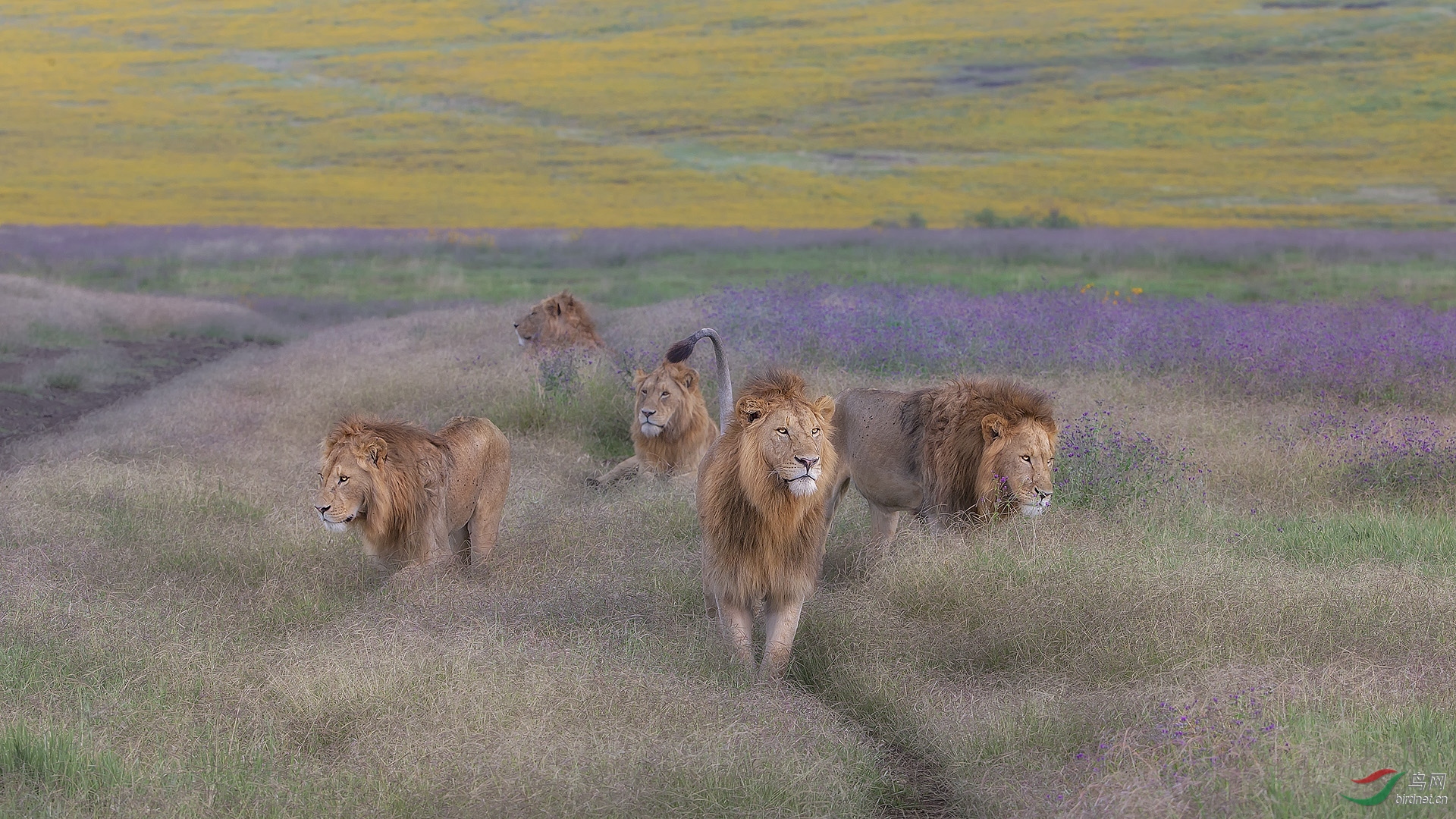 0773.ӭ������Richard LiMale lions.jpg