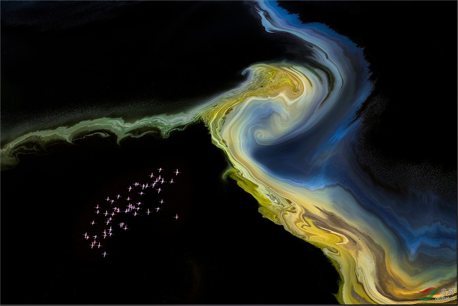 ��1593.��ԽRichard Li-flamingoes 2.jpg