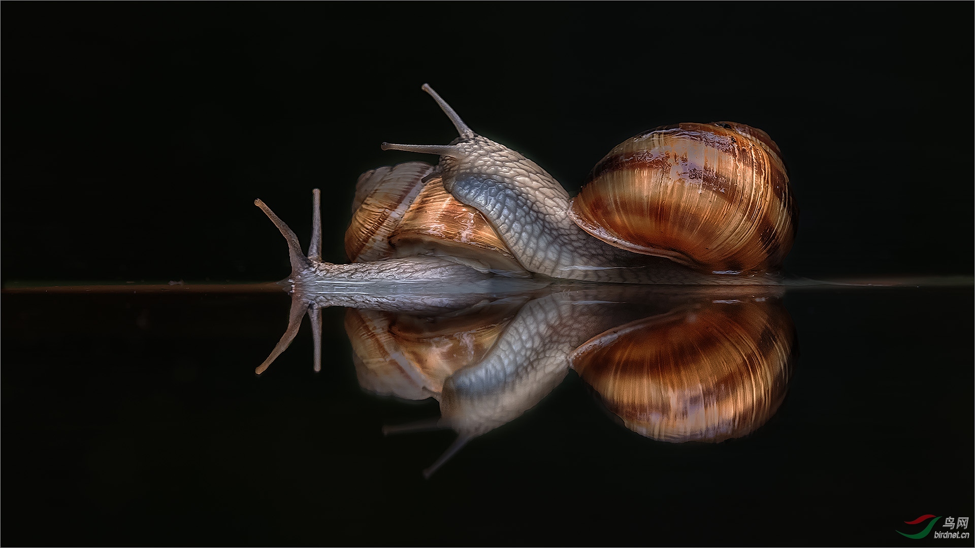 1166.���Ļ���Richard Li-Snails in the water1.jpg