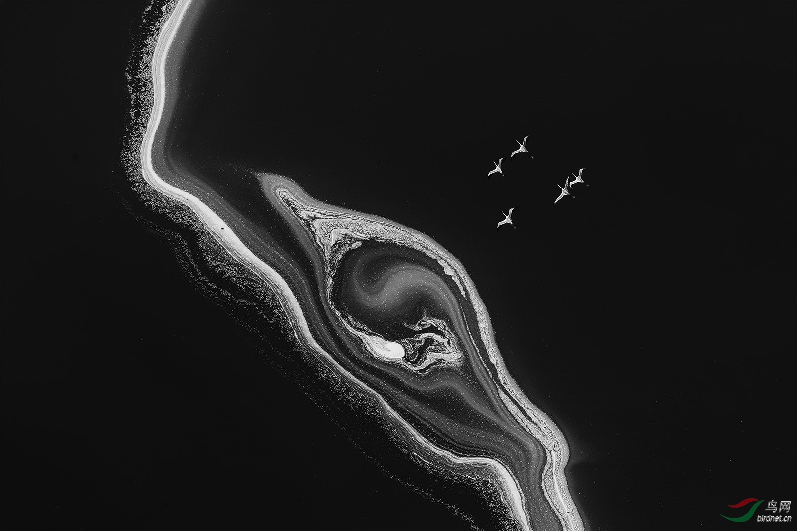 1651.�ڰ�Richard Li-flamingoes 1.jpg