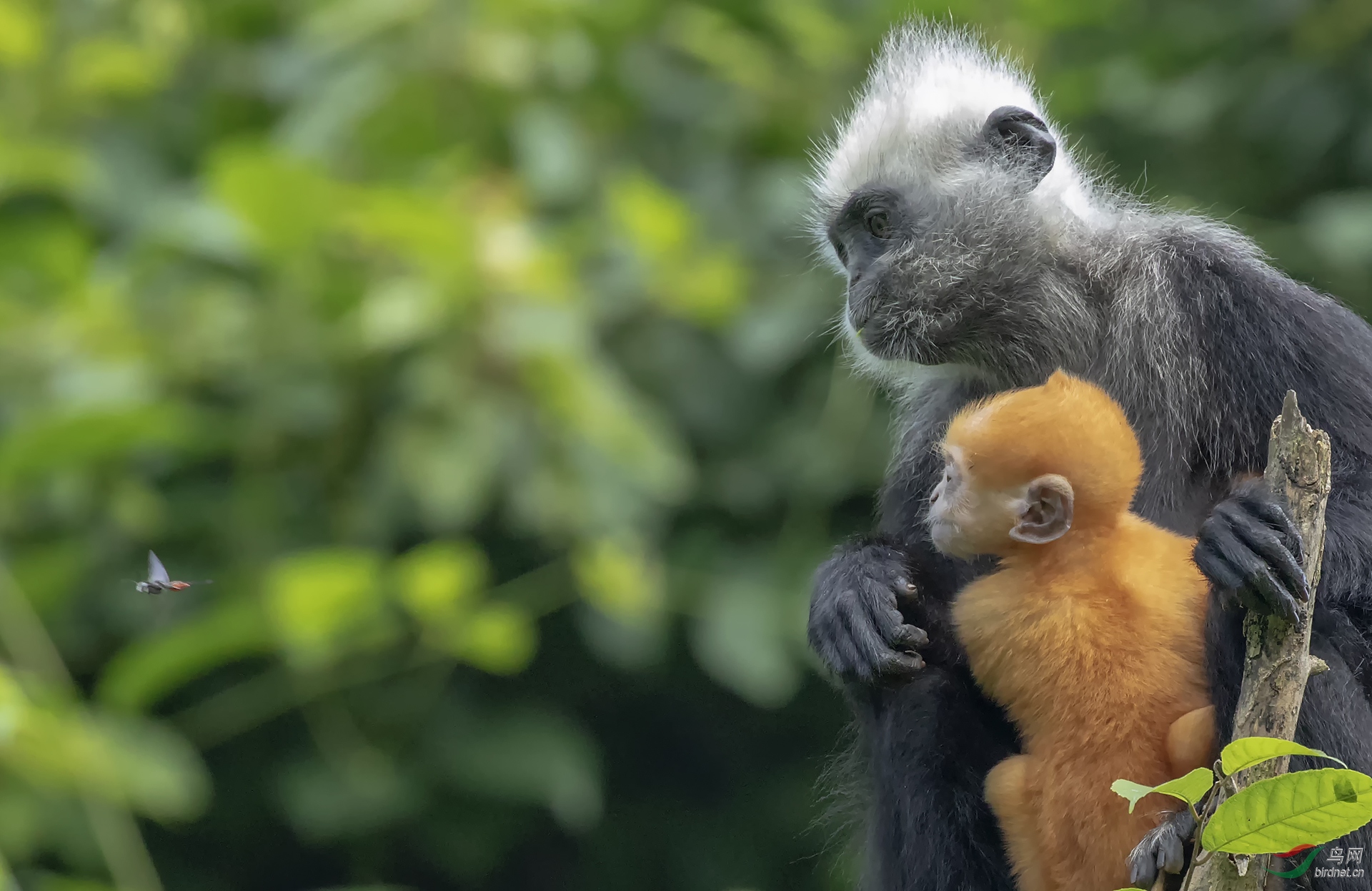 0012. 10674_���ɳ�_��ͷҶ����.jpg