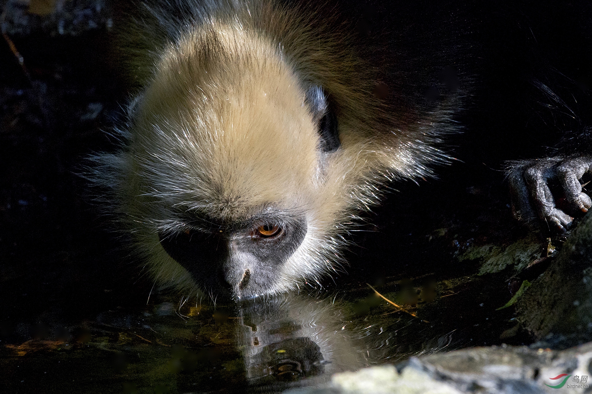 0015. 10847_��_��ͷҶ����.jpg