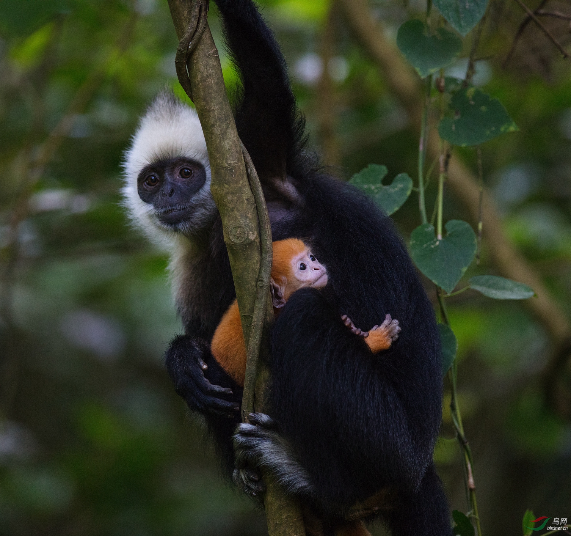 0050. 11018_ĸ����2_��ͷҶ����.jpg