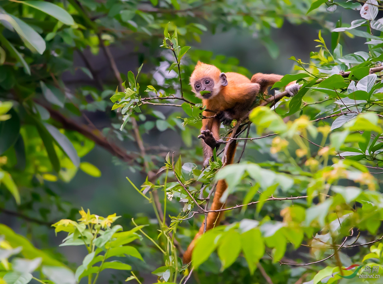 0026. 10865_��Ƥ_��ͷҶ����.jpg