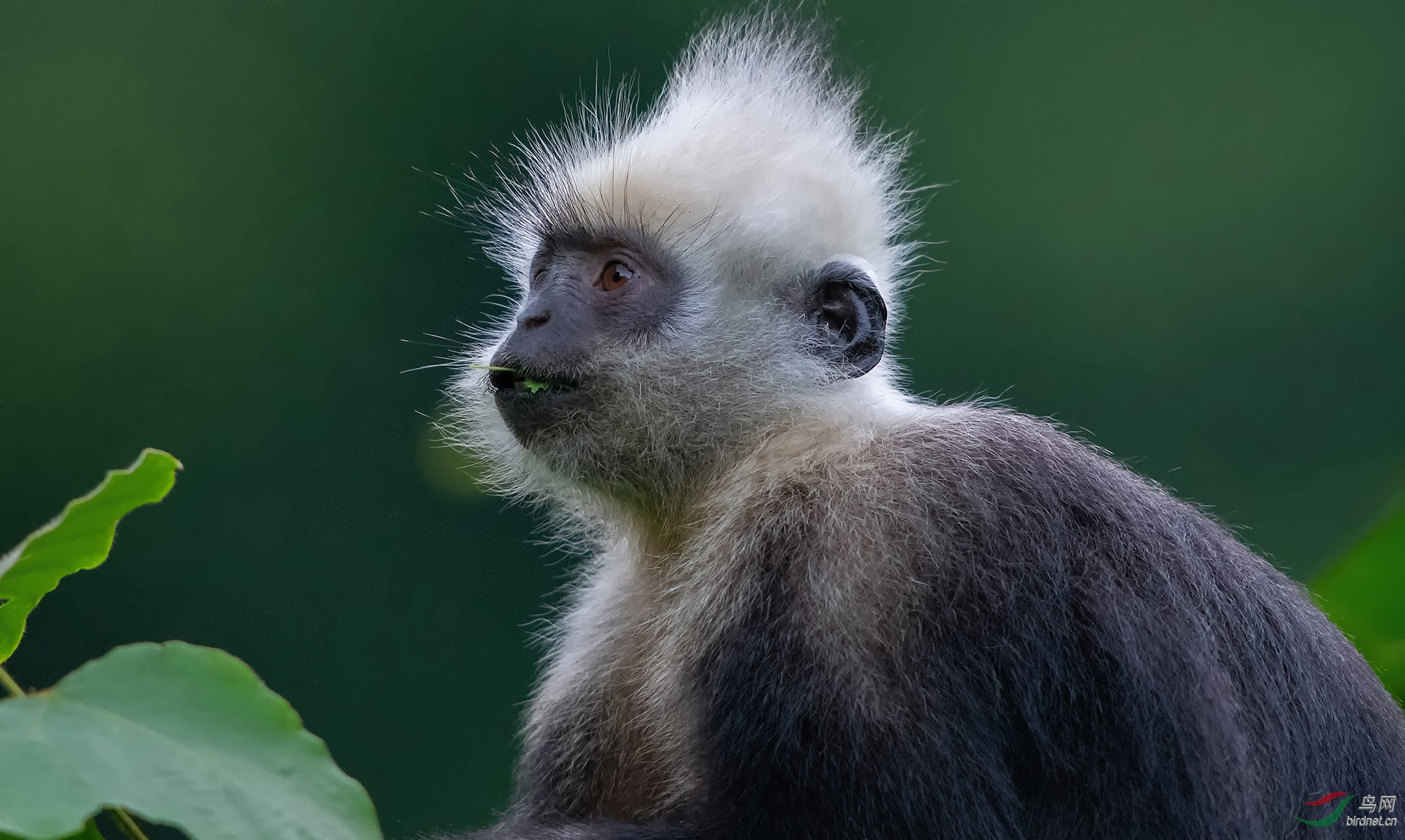 0103. 11685_Early adopter_��ͷҶ����.jpg