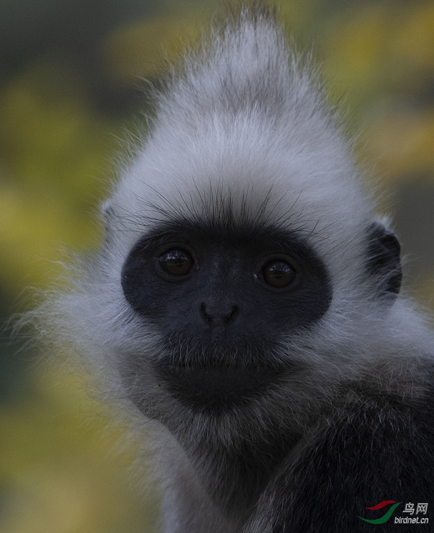 0122. 11728_����_��ͷҶ����.jpg