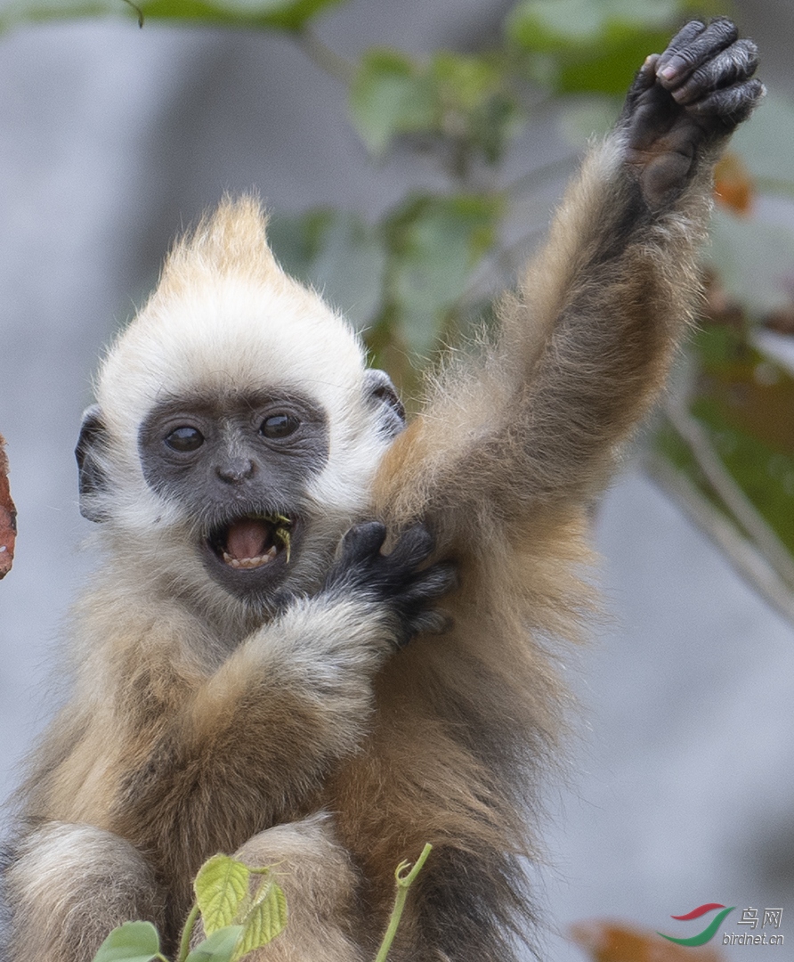 0113. 11714_������_��ͷҶ����.jpg