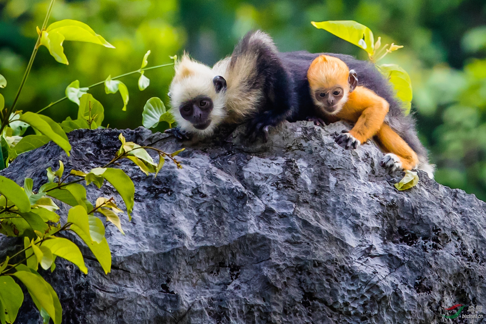 0134. 11805_����_��ͷҶ����.jpg