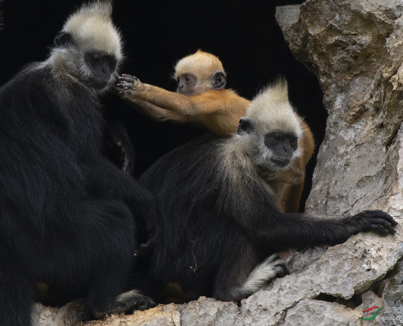 0125. 11731_�󱧱�_��ͷҶ����.jpg