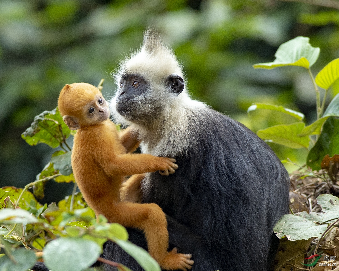 0161. 12007_����_��ͷҶ����.jpg