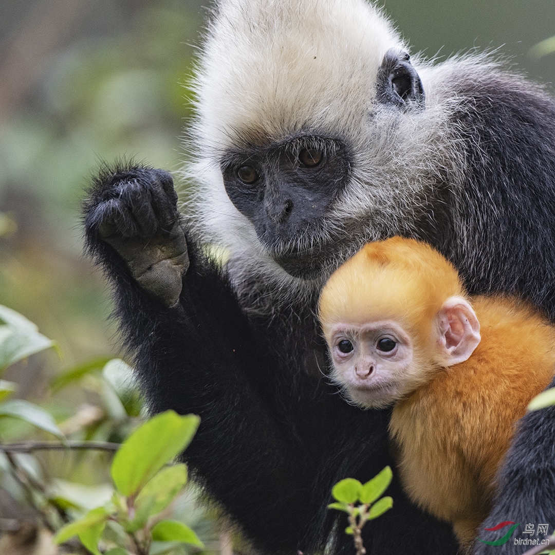 0079. 11339_����_��ͷҶ����.jpg