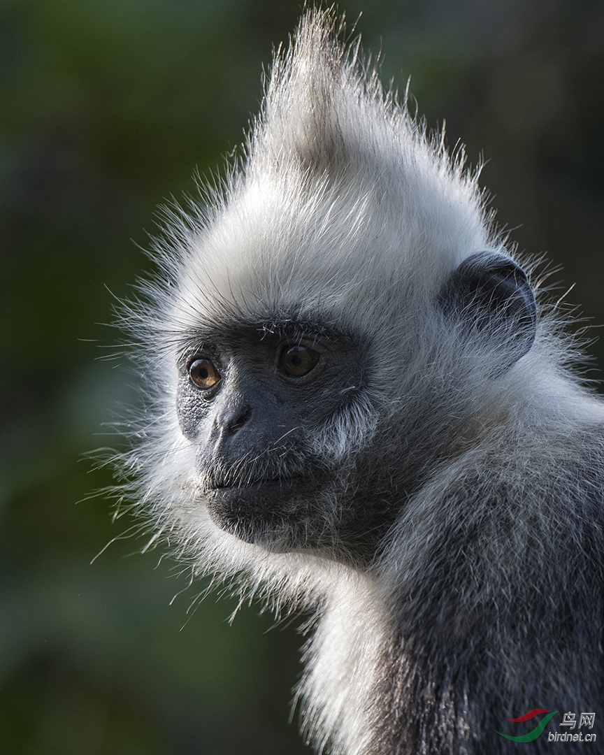 ��0063. 11247_������_��ͷҶ����.jpg