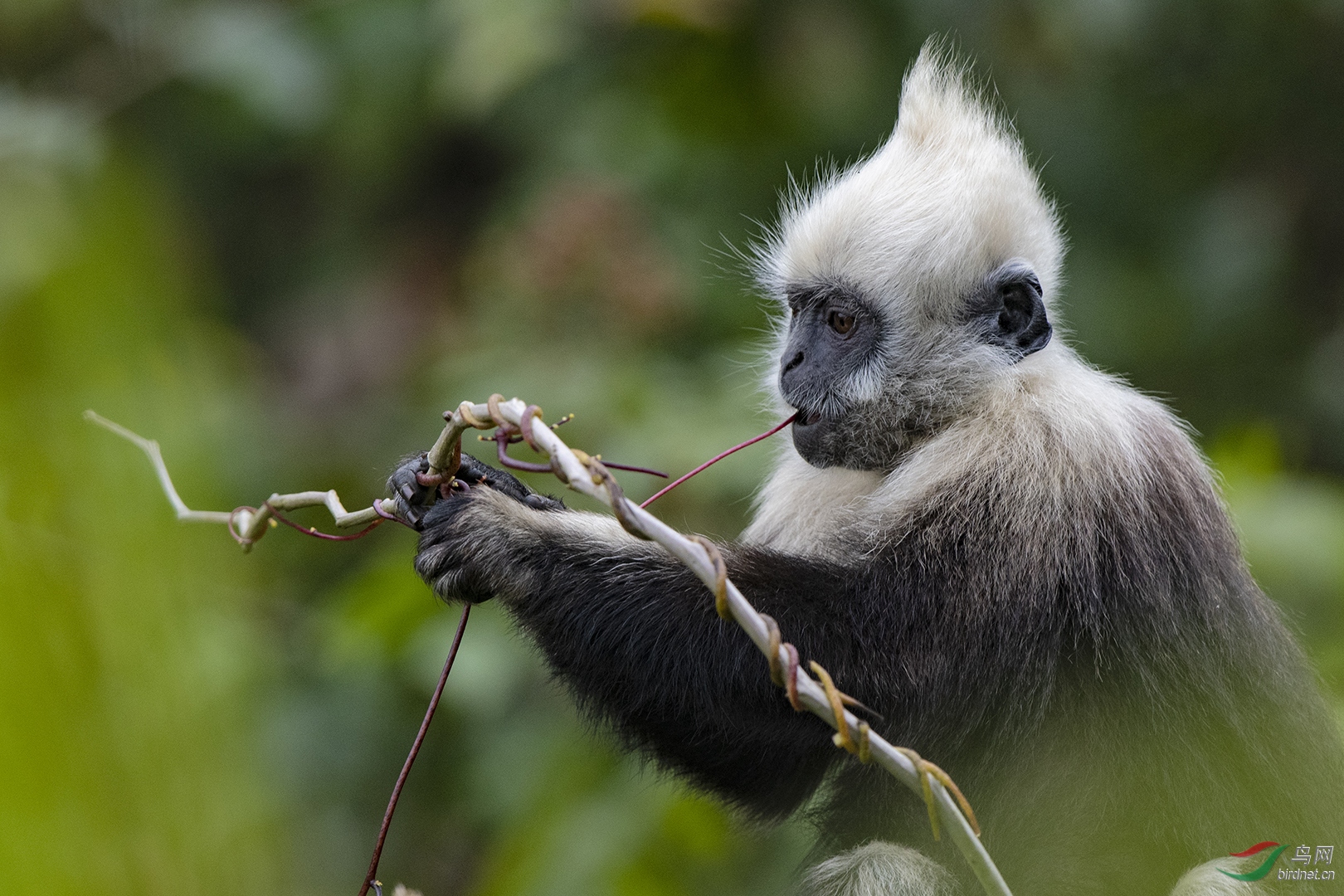 0062. 11246_.֯ ��_��ͷҶ����.jpg