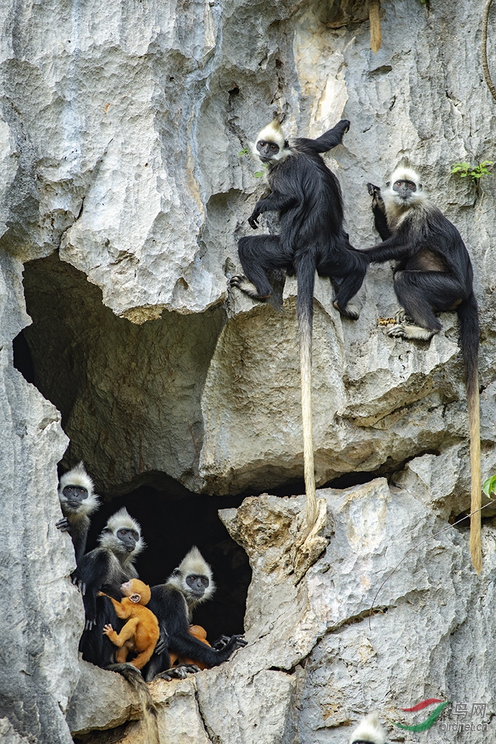 0065. 11249_�ػ���԰_��ͷҶ����.jpg