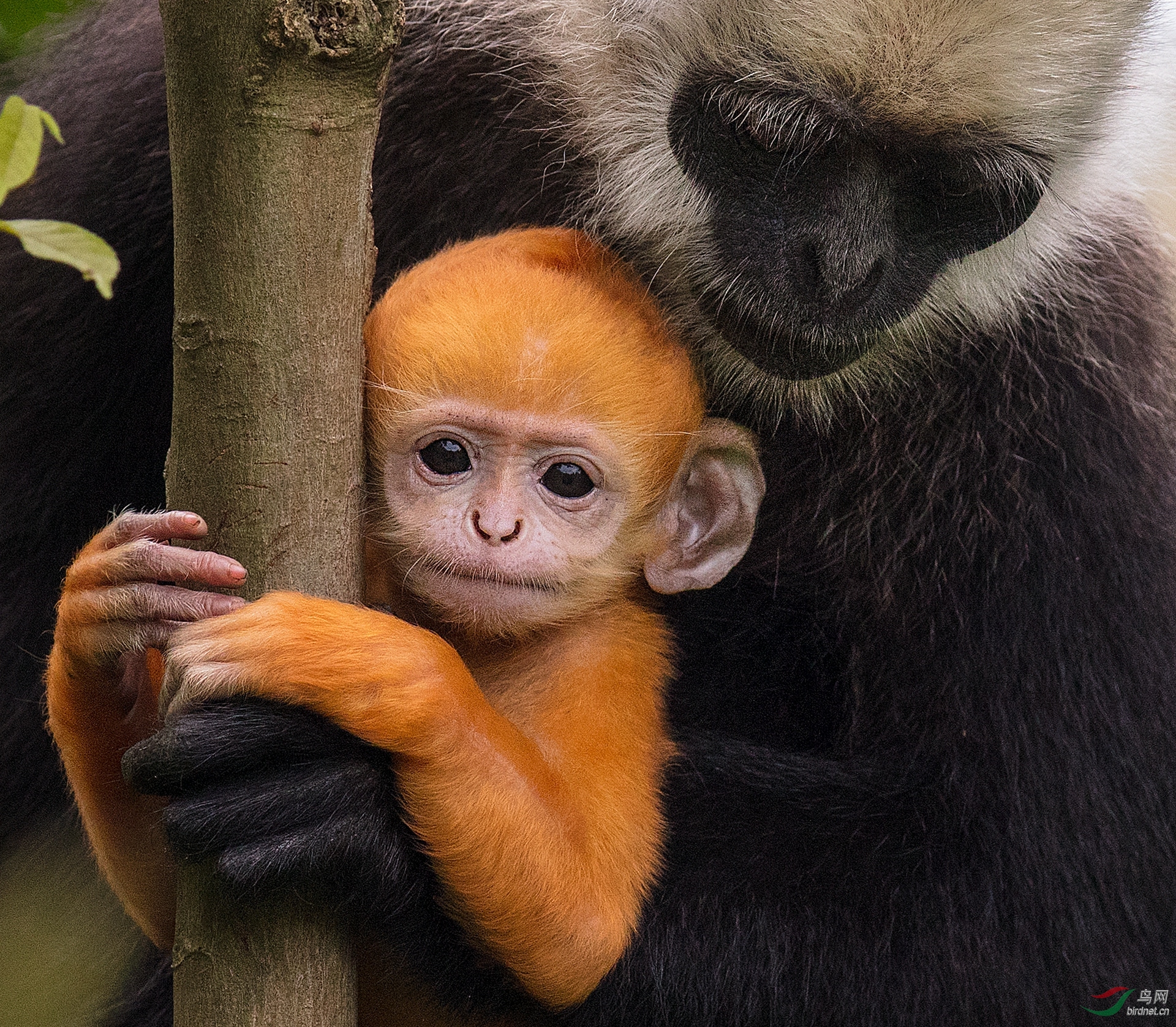 0048. 11016_ĸ�׵Ķ���_��ͷҶ����.jpg