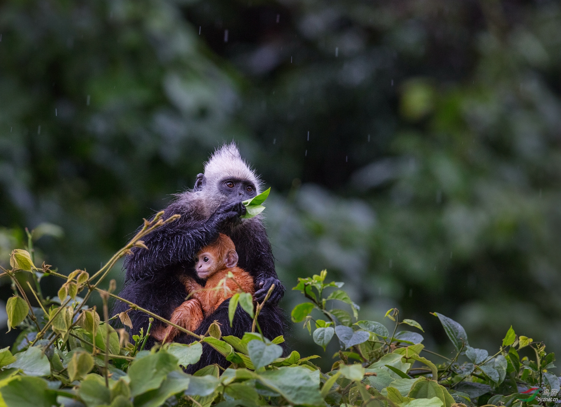 0053. 11021_������_��ͷҶ����.jpg