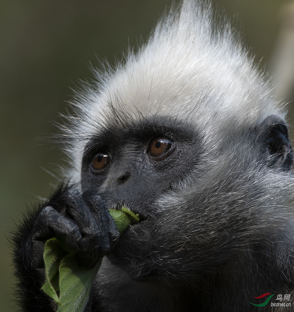 0121. 11727_��ζ����_��ͷҶ����.jpg