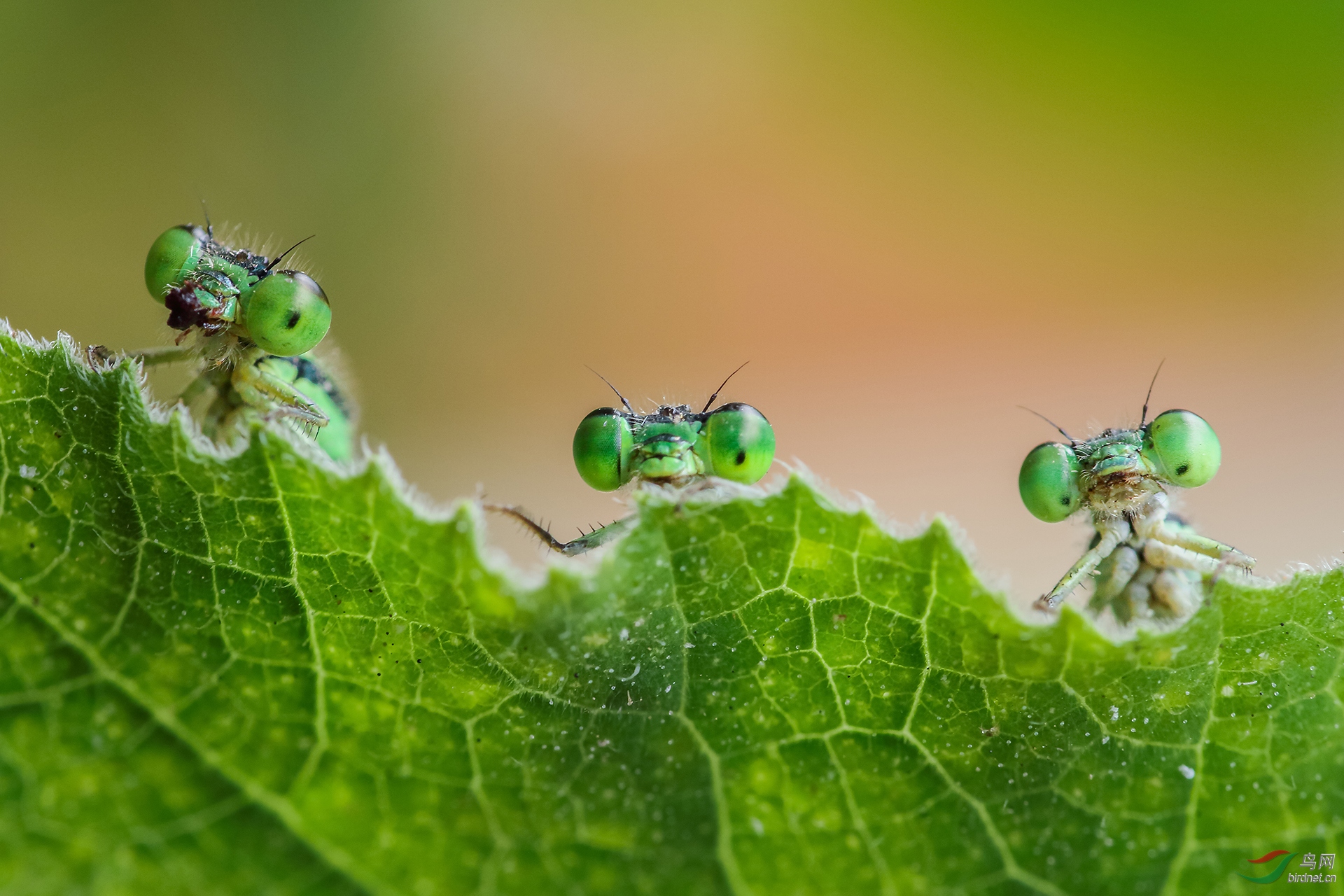 010. 10703_Χ��_��������.jpg