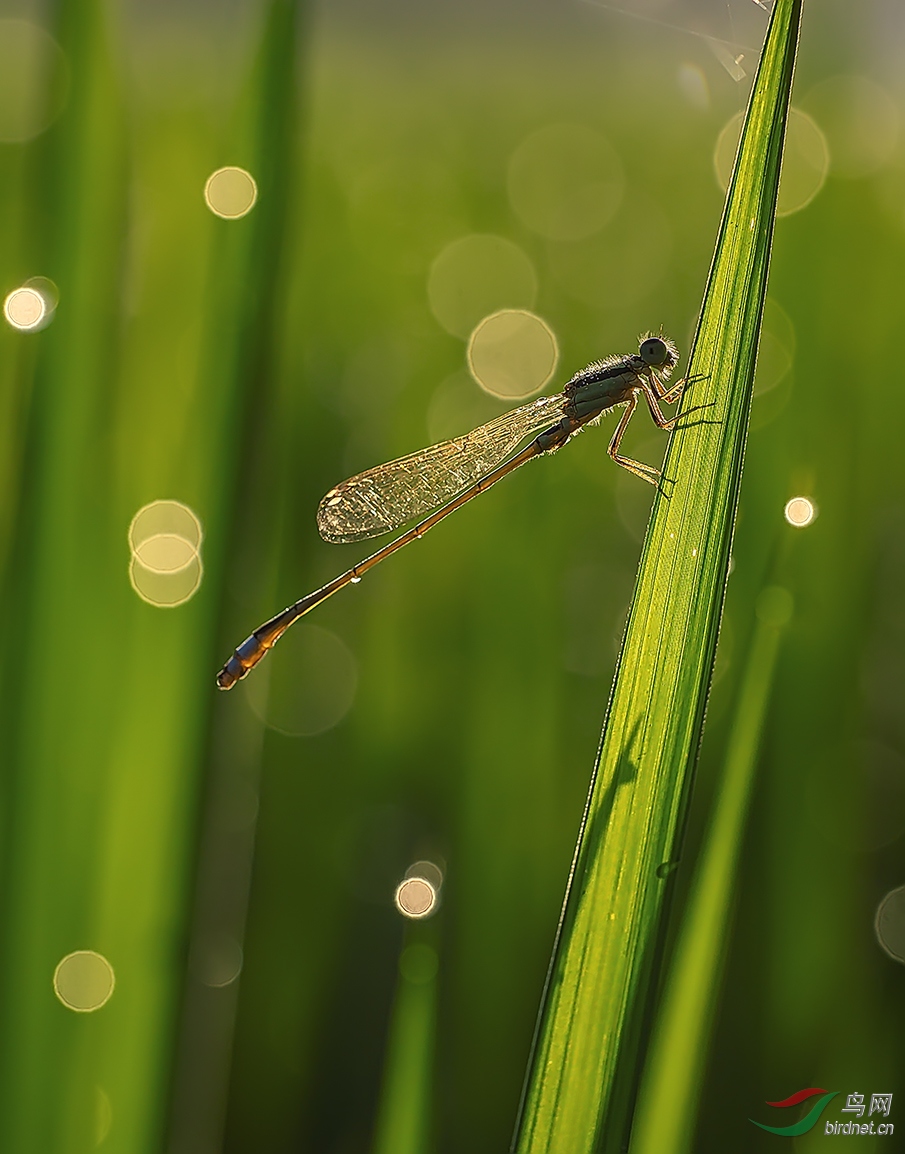 052. 10904_��ɫ���_��������.jpg