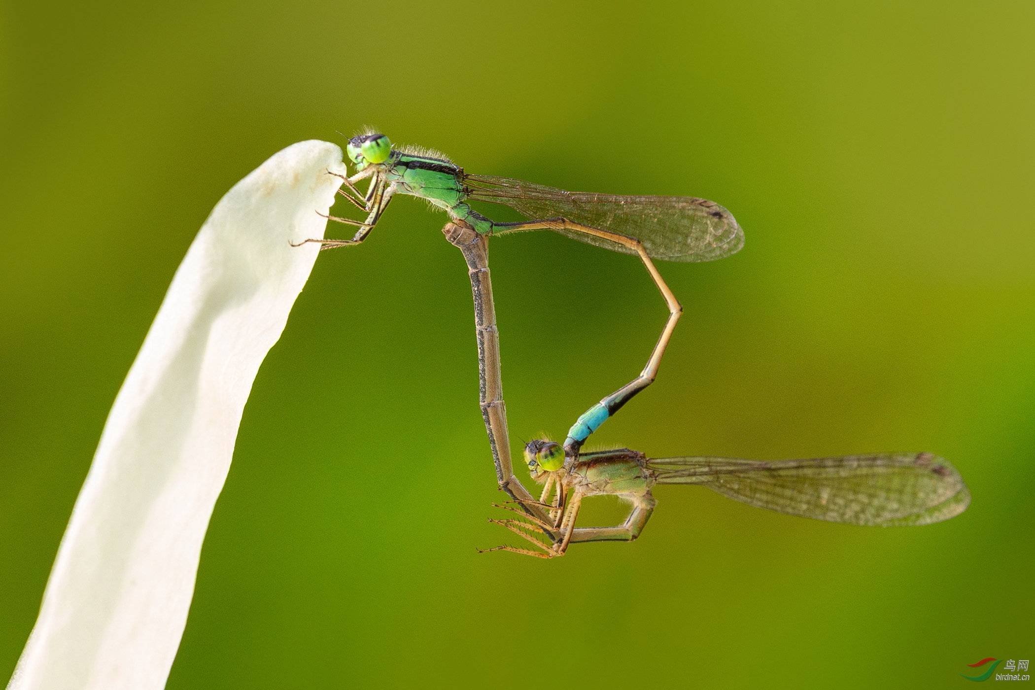 007. 10658_��˫�˼��ɡ�_��������.jpg