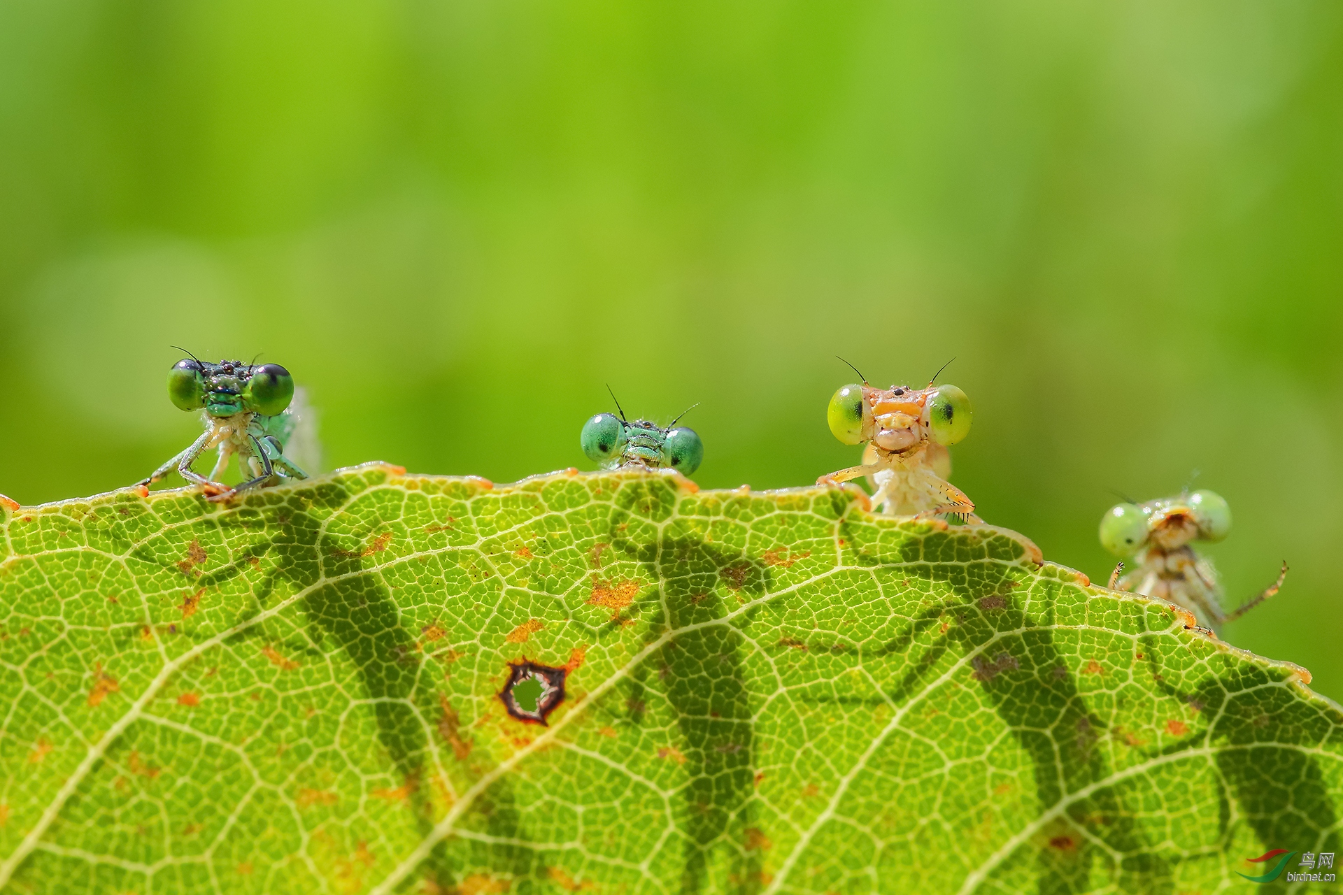 011. 10704_��������_��������.jpg