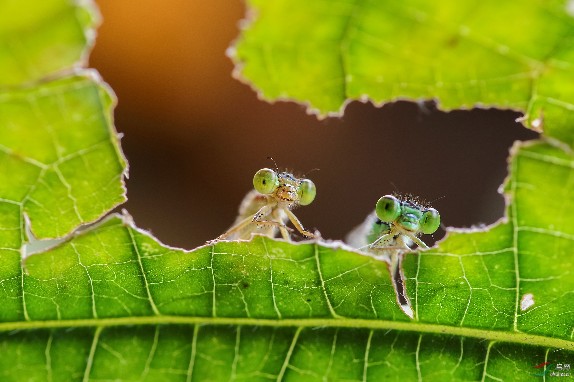 013. 10706_Լ��_��������.jpg